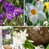 Skuggträdgårdslåda - 50 blomsterlökar för skugga & halvskugga