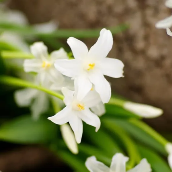 Skuggträdgårdslåda - 50 blomsterlökar för skugga & halvskugga