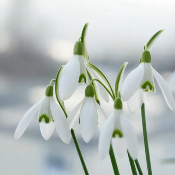 Sale Snödroppe - Set om 50 - Galanthus elwesii - Blomlökar - Vit Fröer & Lökar