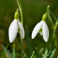 Sale Snödroppe - Set om 50 - Galanthus elwesii - Blomlökar - Vit Fröer & Lökar