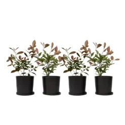 Snittmispel - Set om 4 - Photinia fraseri 'Red Robin' - Höjd 30-40cm - ⌀17cm Trädgårdsväxter