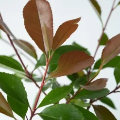 Snittmispel - Set om 4 - Photinia fraseri 'Red Robin' - Höjd 30-40cm - ⌀17cm Trädgårdsväxter