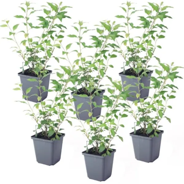 Clearance Solanum - Set om 6 - Lycianthes rantonnetii - Höjd 25-40cm - ⌀9cm Buskar