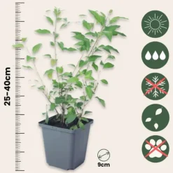 Clearance Solanum - Set om 6 - Lycianthes rantonnetii - Höjd 25-40cm - ⌀9cm Buskar