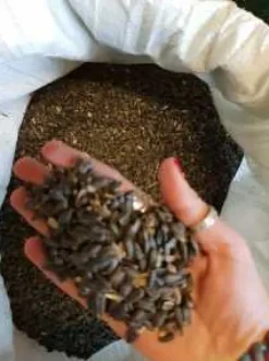 Hot SOLROSFODER FÖR FÅGLAR 20 kg För Fåglar & Småvilt