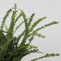 Spjutbräken - Set om 2 - Nephrolepis 'Duffii' - Höjd 25-40cm - ⌀12cm