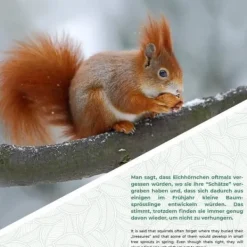 Outlet Squirrel Mat - Gorges - Med Metal Tak - Tall av Gren - Väderbeständig - Utomhus För Fåglar & Småvilt