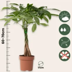 Online Strandkastanj - Pachira aquatica - Höjd 60-70cm - ⌀17cm Krukväxter Inomhus