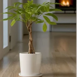 Online Strandkastanj - Pachira aquatica - Höjd 60-70cm - ⌀17cm Krukväxter Inomhus