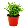 Online Sukulentväxt - Crassula lycopodioides - mussvans - i kruka 8,5 cm Krukväxter Inomhus
