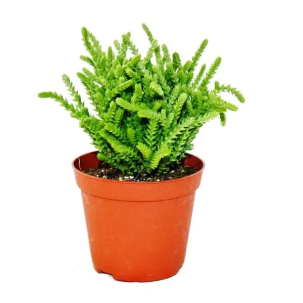 Online Sukulentväxt - Crassula lycopodioides - mussvans - i kruka 8,5 cm Krukväxter Inomhus