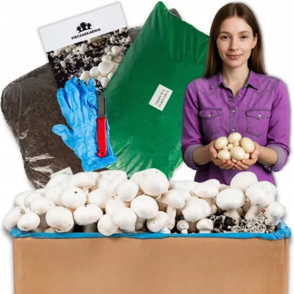 Svampar för odling Svampgryn 30 kg Stort set Instruktioner + Gratis
