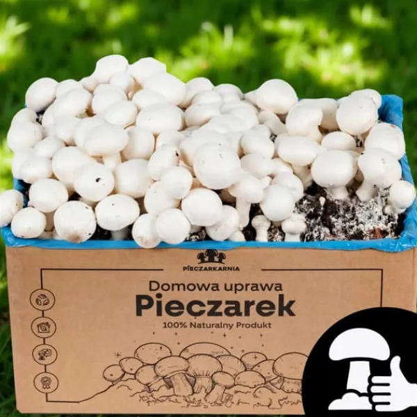 Svampodlingskit 5 kg mycel Hemma svampodling + Gratis Kit För Växt- & Örtplantering