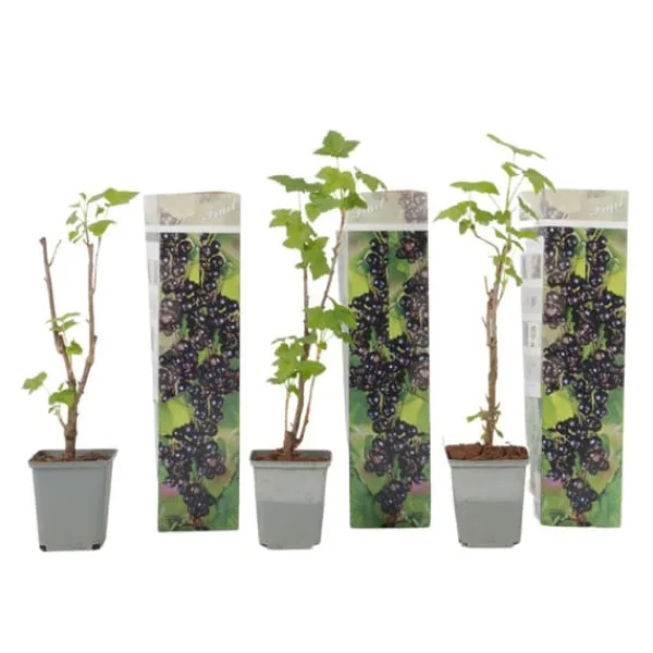 Outlet Svarta vinbär - Set om 3 - Ribes Nigrum - Höjd 25-40cm - ⌀9cm Buskar