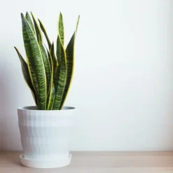 Discount Svärmorstunga - Sansevieria trifasciata Laurentii - Höjd 40-50cm - ⌀14cm Krukväxter Inomhus