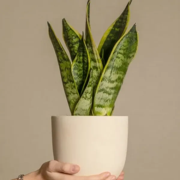 Discount Svärmorstunga - Sansevieria trifasciata Laurentii - Höjd 40-50cm - ⌀14cm Krukväxter Inomhus