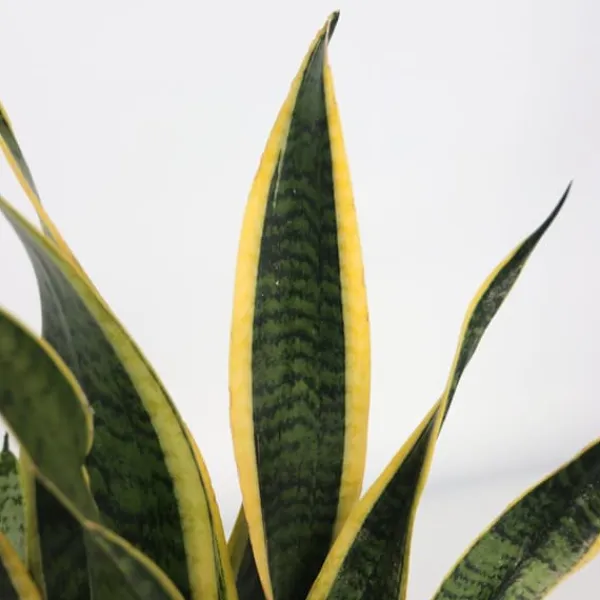 Discount Svärmorstunga - Sansevieria trifasciata Laurentii - Höjd 40-50cm - ⌀14cm Krukväxter Inomhus