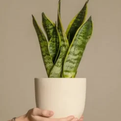 Sale Svärmorstunga - Set om 3 - Sansevieria trifasciata - Höjd 35-40cm - ⌀12cm Krukväxter Inomhus