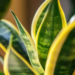 Sale Svärmorstunga - Set om 3 - Sansevieria trifasciata - Höjd 35-40cm - ⌀12cm Krukväxter Inomhus