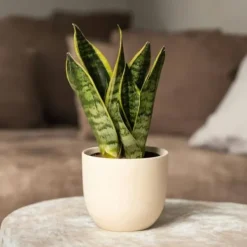 New Svärmorstunga - Set om 3 - Sansevieria trifasciata - Höjd 35-40cm - ⌀12cm Krukväxter Inomhus