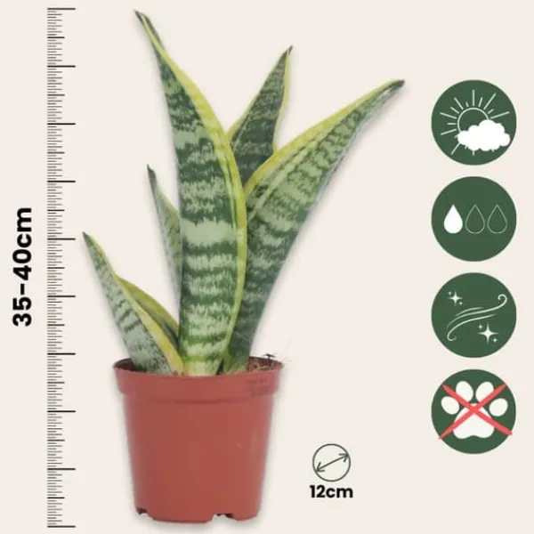 Svärmorstunga - Set om 4 - Sansevieria trifasciata - Höjd 35-40cm - ⌀12cm