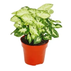 Best Syngonium Pixie, set om 3, lila påse Krukväxter Inomhus
