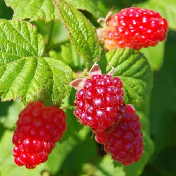 Taybär - Set om 3 - Rubus 'Tayberry' - Höjd 25-40cm - ⌀9cm