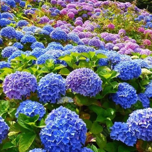 TD Hortensior 3st15-20cm Lövfällande buske Perenn växt Hortensia Trädgård Hemmakontor Trädgårdsdekoration Växter Bra