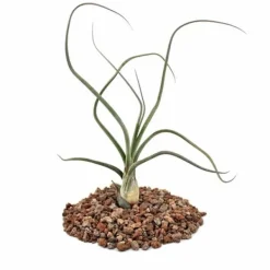 Best Tillandsia baileyi - förlorad växt Krukväxter Inomhus