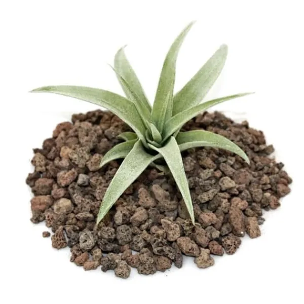 Tillandsia capitata - bulkplanta - liten