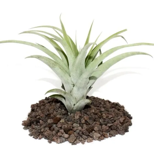 Clearance Tillandsia capitata - växt i storpack - stor Krukväxter Inomhus