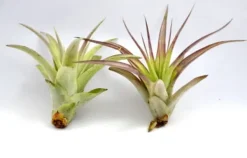 Tillandsia MULTIFLORA R 7 cm – luftväxt utan jord Krukväxter Inomhus