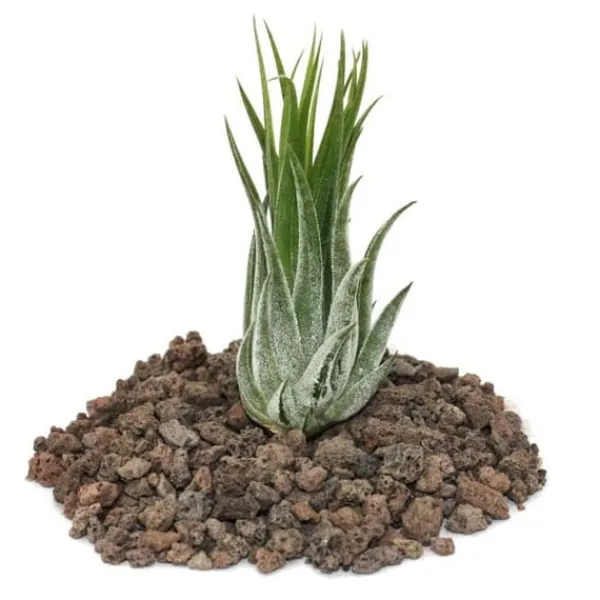 Tillandsia scarposa - växt i lösvikt