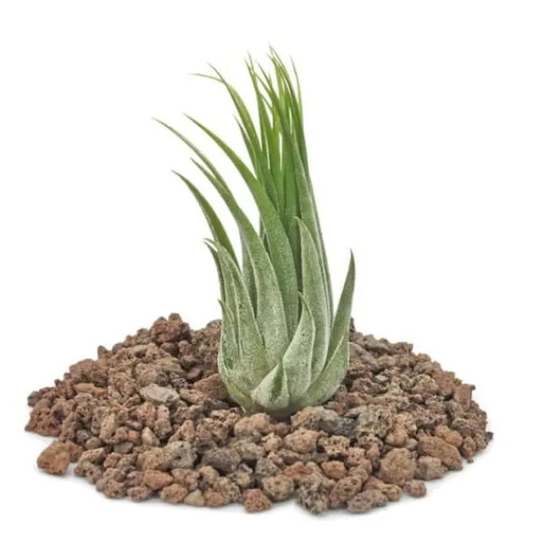 Tillandsia scarposa - växt i lösvikt