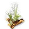 Tillandsias på Mopani rot - xxl - 5 växter Krukväxter Inomhus