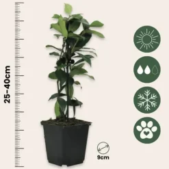 Toskansk jasmin - Set om 6 - Trachelospermum jasminoides - Höjd 25-40cm - ⌀9cm
