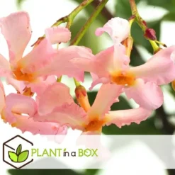 Toskansk jasmin - Set om 6 - Trachelospermum jasminoides - Höjd 25-40cm - ⌀9cm