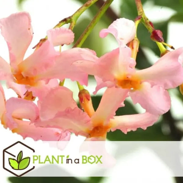 Toskansk jasmin - Set om 6 - Trachelospermum jasminoides - Höjd 25-40cm - ⌀9cm