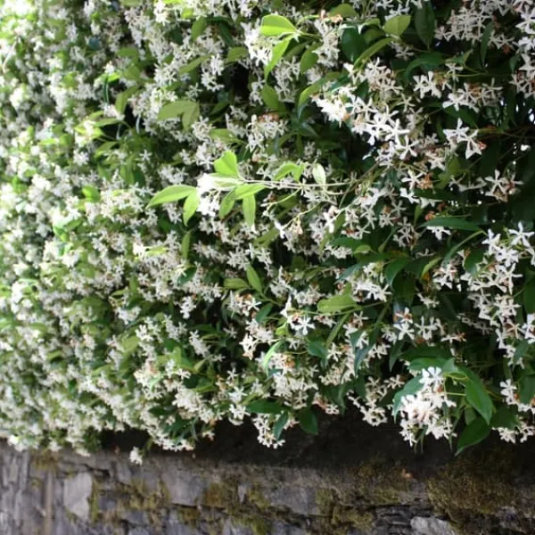 Sale Toskansk jasmin - Set om 6 - Trachelospermum jasminoides - Höjd 25-40cm - ⌀9cm Trädgårdsväxter