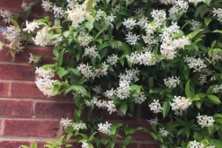 Sale Toskansk jasmin - Set om 6 - Trachelospermum jasminoides - Höjd 25-40cm - ⌀9cm Trädgårdsväxter