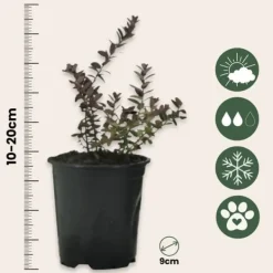 Clearance Tranbär - Set om 3 - Vaccinium macrocarpon 'Cranberry' - Höjd 10-20cm - ⌀9cm Buskar