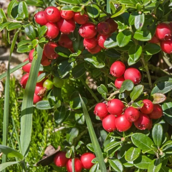 Clearance Tranbär - Set om 3 - Vaccinium macrocarpon 'Cranberry' - Höjd 10-20cm - ⌀9cm Buskar