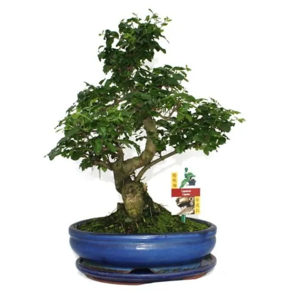 Troène kinesisk bonsai - Ligustrum sinensis - ca. 10 år Träd