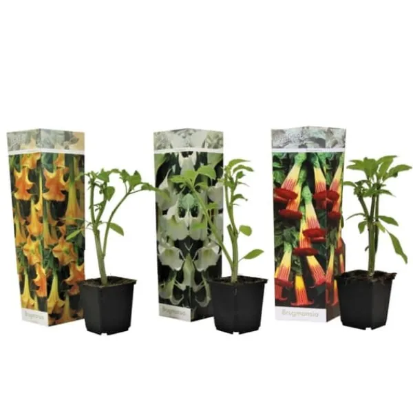 Outlet Trumpetblommor - Set om 3 - Brugmansia - Höjd 25-40cm - ⌀9cm Blommor