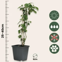 Outlet Trumpetblommor - Set om 3 - Brugmansia - Höjd 25-40cm - ⌀9cm Blommor