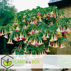 Outlet Trumpetblommor - Set om 3 - Brugmansia - Höjd 25-40cm - ⌀9cm Blommor