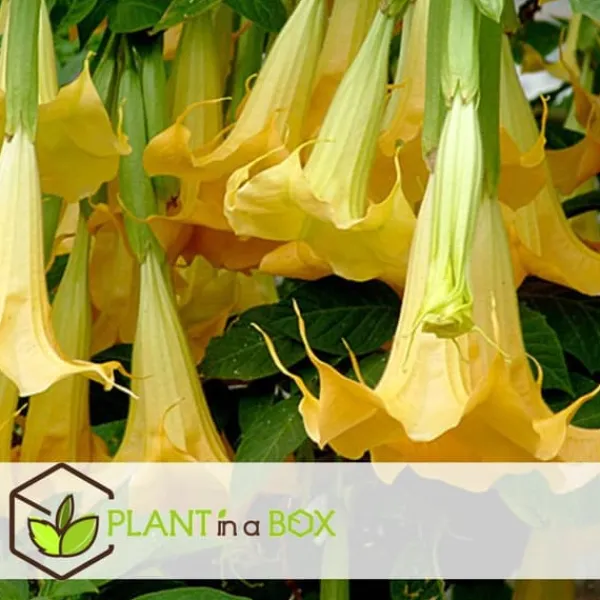 Online Trumpetblommor - Set om 6 - Brugmansia - Höjd 25-40cm - ⌀9cm Blommor