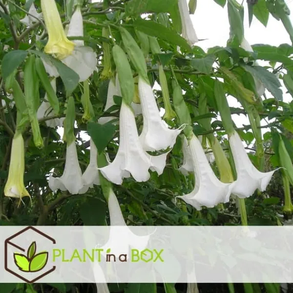 Online Trumpetblommor - Set om 6 - Brugmansia - Höjd 25-40cm - ⌀9cm Blommor