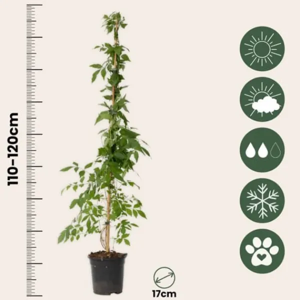 Trumpetvinda - Campis radicans 'Flava' - Höjd 110-120cm - ⌀17cm
