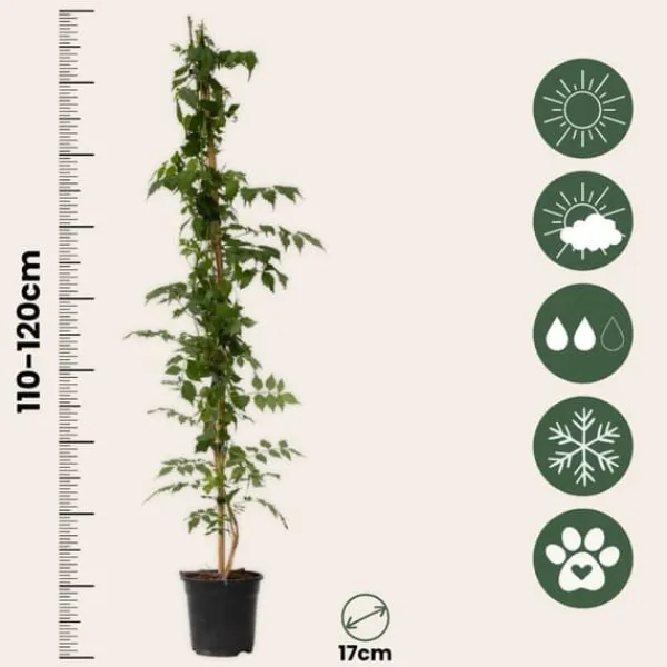 Trumpetvinda - Campsis taglibuana 'Mme Galen' - Höjd 110-120cm - ⌀17cm